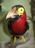 Lybius dubius - Bearded Barbet