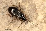 Agonum fuliginosum