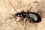 Agonum fuliginosum