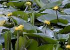 Nuphar lutea - stulík žlutý