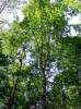 Betula pubescens - bříza pýřitá