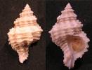 Hirtomurex squamosus