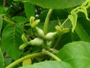 Juglans nigra - ořešák černý