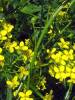 Bunias orientalis - rukevník východní