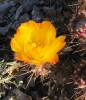 Cumulopuntia sphaerica