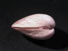 Laevicardium crassum