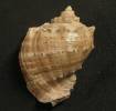 Rapana venosa - rapana dravá