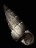 Opalia crenata