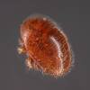 Varroa destructor - kleštík včelí
