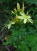 Hypericum hirsutum - třezalka chlupatá