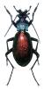Carabus hispanus