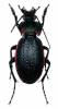 Carabus excellens