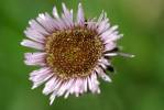 Erigeron hungaricus