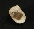Nerita helicinoides laevilabris