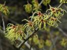 Hamamelis japonica - vilín japonský