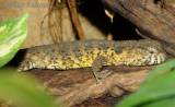 Shinisaurus crocodilurus - krokodýlovec čínský