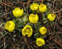 Eranthis hyemalis - talovín zimní