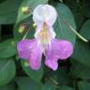 Impatiens balfourii - netýkavka Balfourova