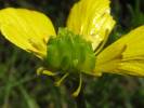 Ranunculus polyanthemos - pryskyřník mnohokvětý