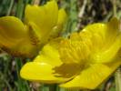 Ranunculus polyanthemos - pryskyřník mnohokvětý