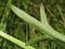 Ranunculus polyanthemos - pryskyřník mnohokvětý