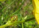 Ranunculus polyanthemos - pryskyřník mnohokvětý