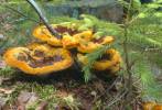 Phaeolus schweinitzii