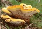 Phaeolus schweinitzii - Dyer's Mazegill