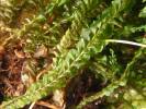 Plagiochila asplenioides - kapraďovka sleziníkovitá