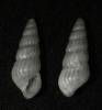 Parthenina terebellum