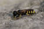 Ectemnius ruficornis