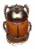 Digitonthophagus bonasus