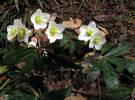 Helleborus niger - čemeřice černá
