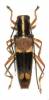 Glenea anticepunctata