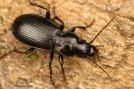 Pterostichus aethiops
