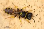 Ectemnius lituratus