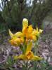 Chloraea alpina