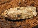 Agonopterix arenella - Brindled Flat-body
