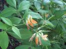 Lathyrus transsilvanicus - hrachor sedmihradský