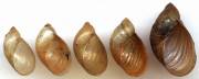 Succinea putris - European Ambersnail