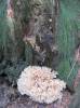 Sparassis brevipes