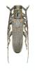 Prosopocera wahlbergi
