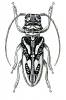Pseudoharpya opulenta