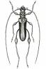 Rhopalizus buchneri