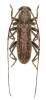 Zoodes liturifer