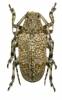 Coptops leucosticticus leucosticticus