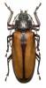 Rhaphipodus suturalis
