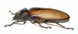 Rhaphipodus suturalis