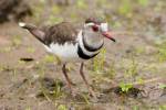 Charadrius tricollaris - Three-banded Plover