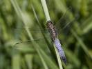 Orthetrum cancellatum - vážka černořitná